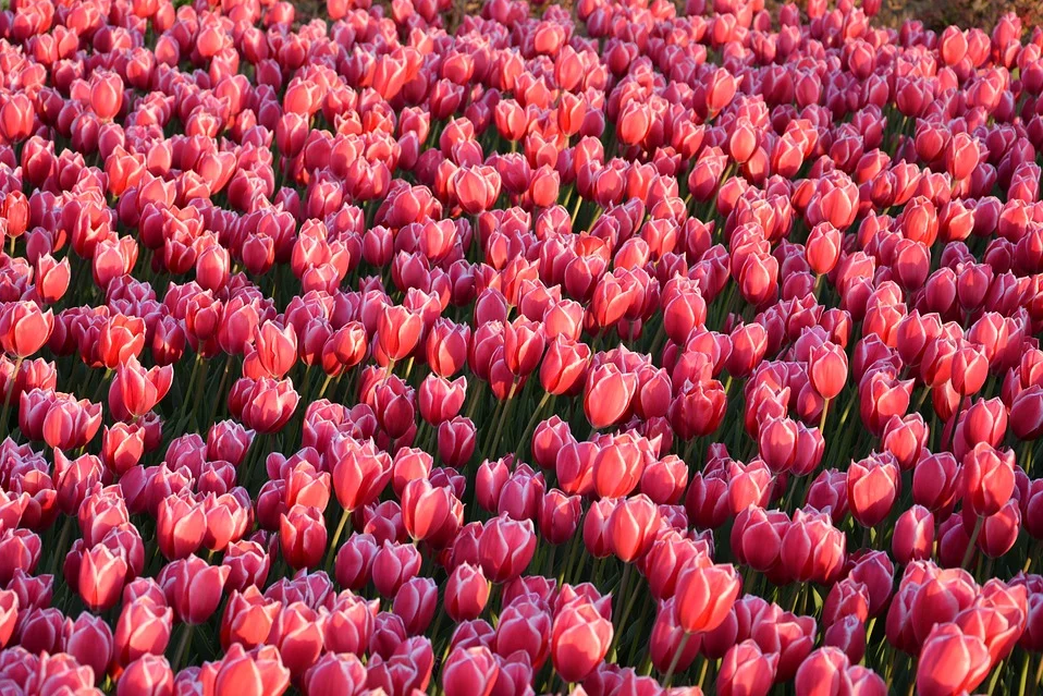 Balatoni virágszüret 176 ezer tulipánnal
