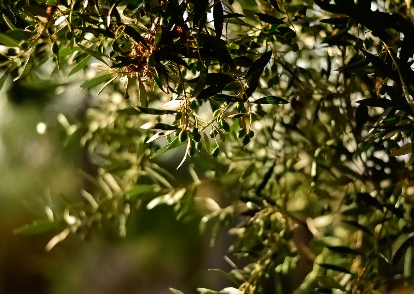 A Balatonnál készült el az első magyar olívaolaj