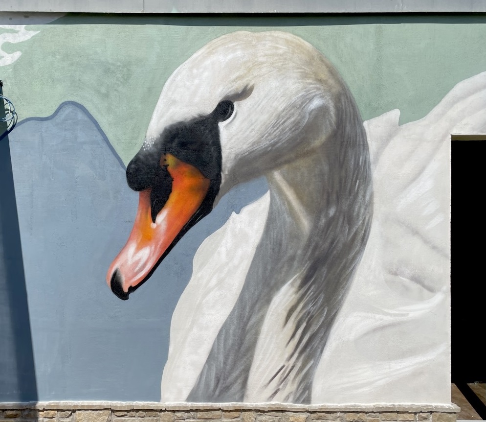 Leszedette a tihanyi graffiti hattyút az önkormányzat