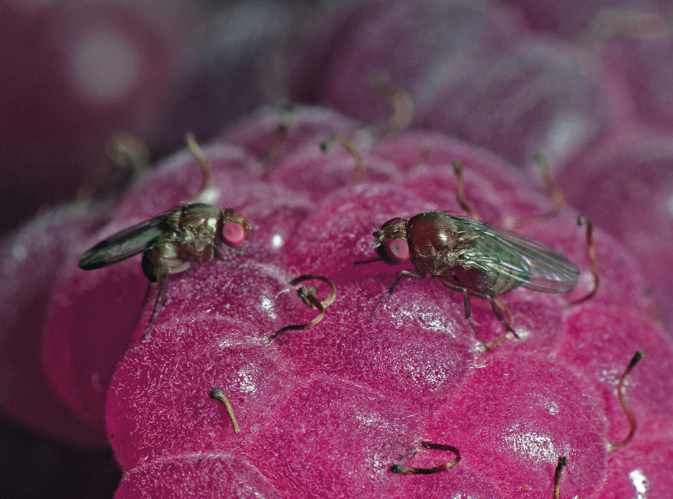 Kártékony rovar pusztít a magyar gyümölcsösökben