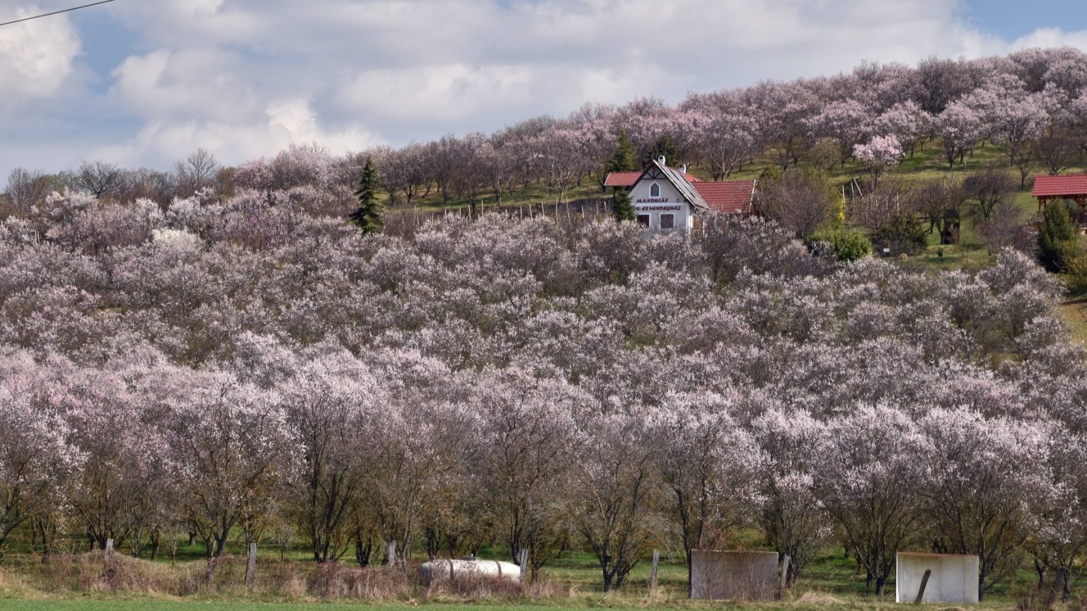 Rózsaszín virágözön a Balaton-felvidéken