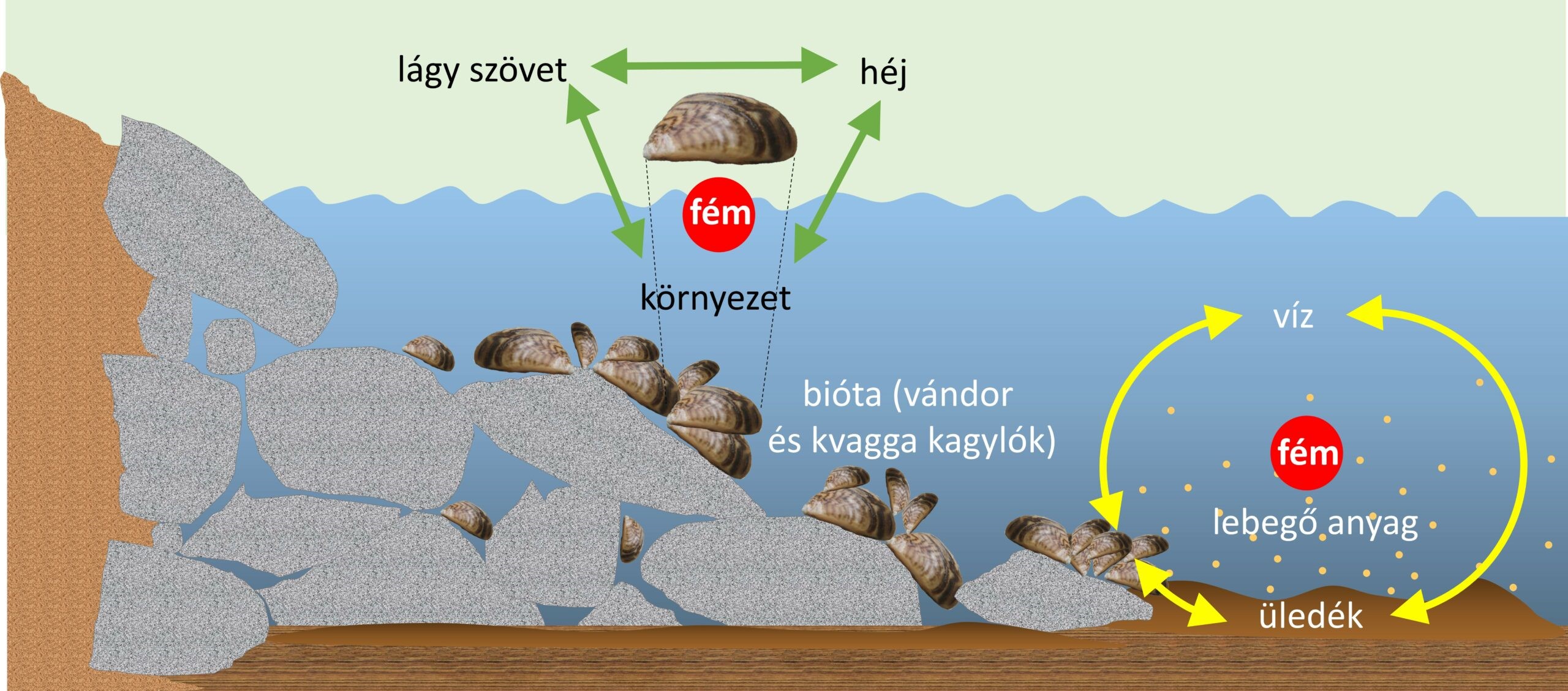 Érdekes kutatás látott napvilágot a balatoni kagylófajokról