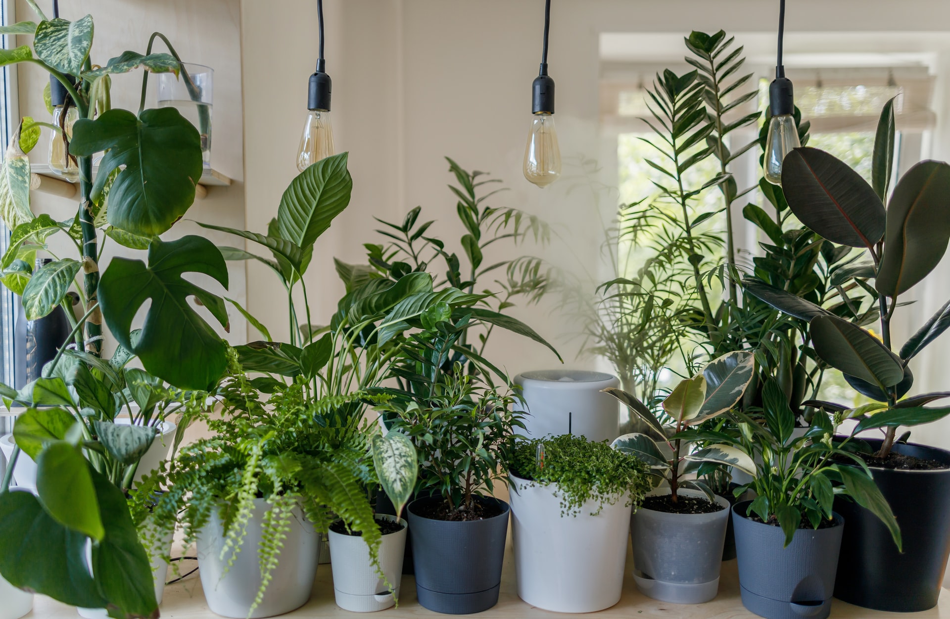 Szobanövényeket minden helyiségbe! Íme, 3+1 növény, ami hasznodra lesz