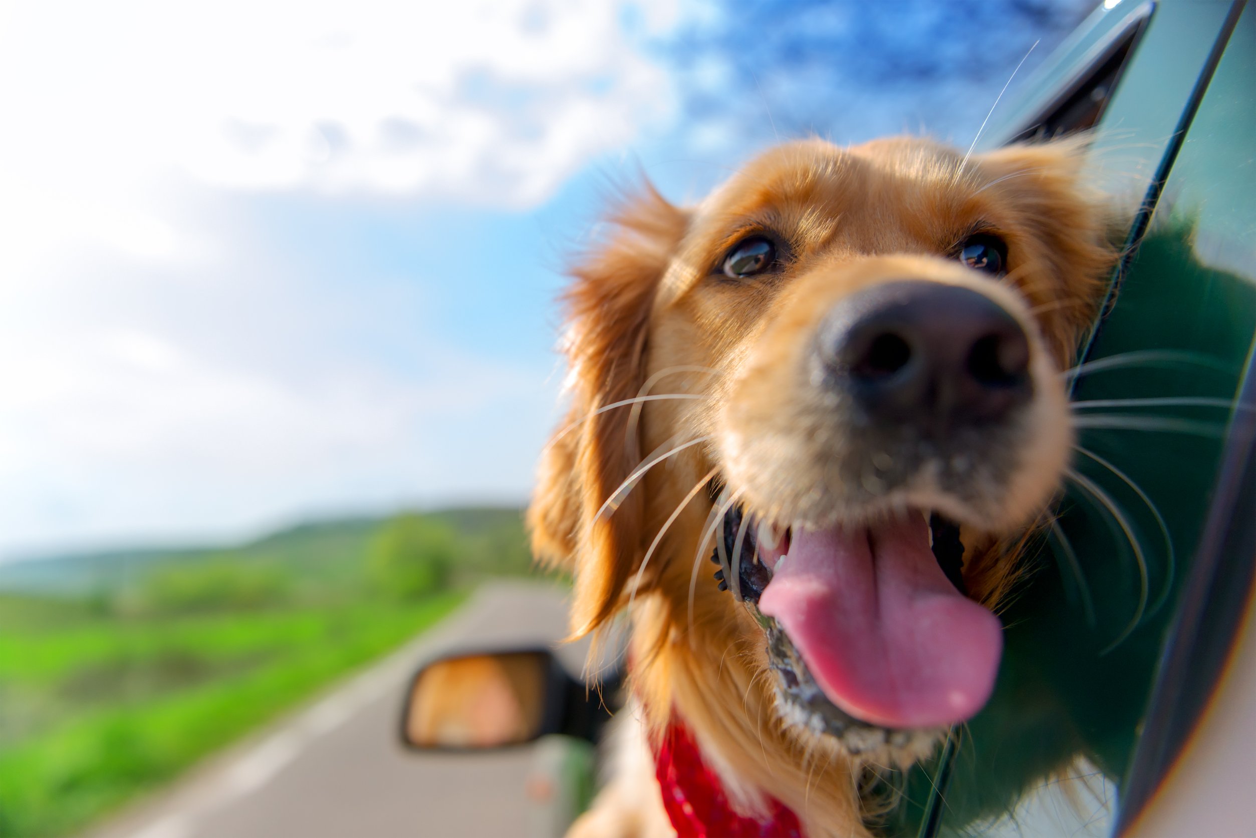 7 dolog, amit érdemes tudni, ha kutyával indulunk nyaralni
