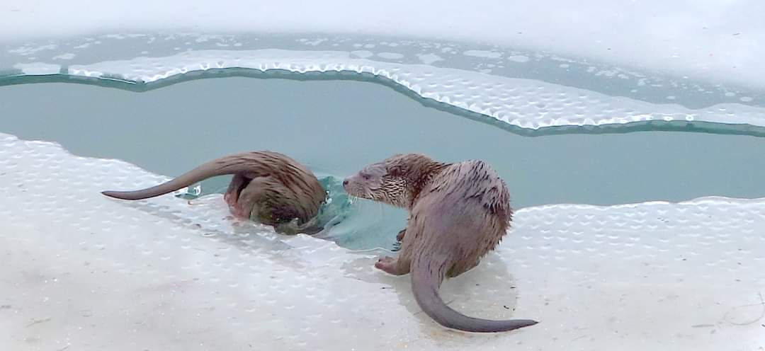 Vidranász a szántódi jégen – fotók