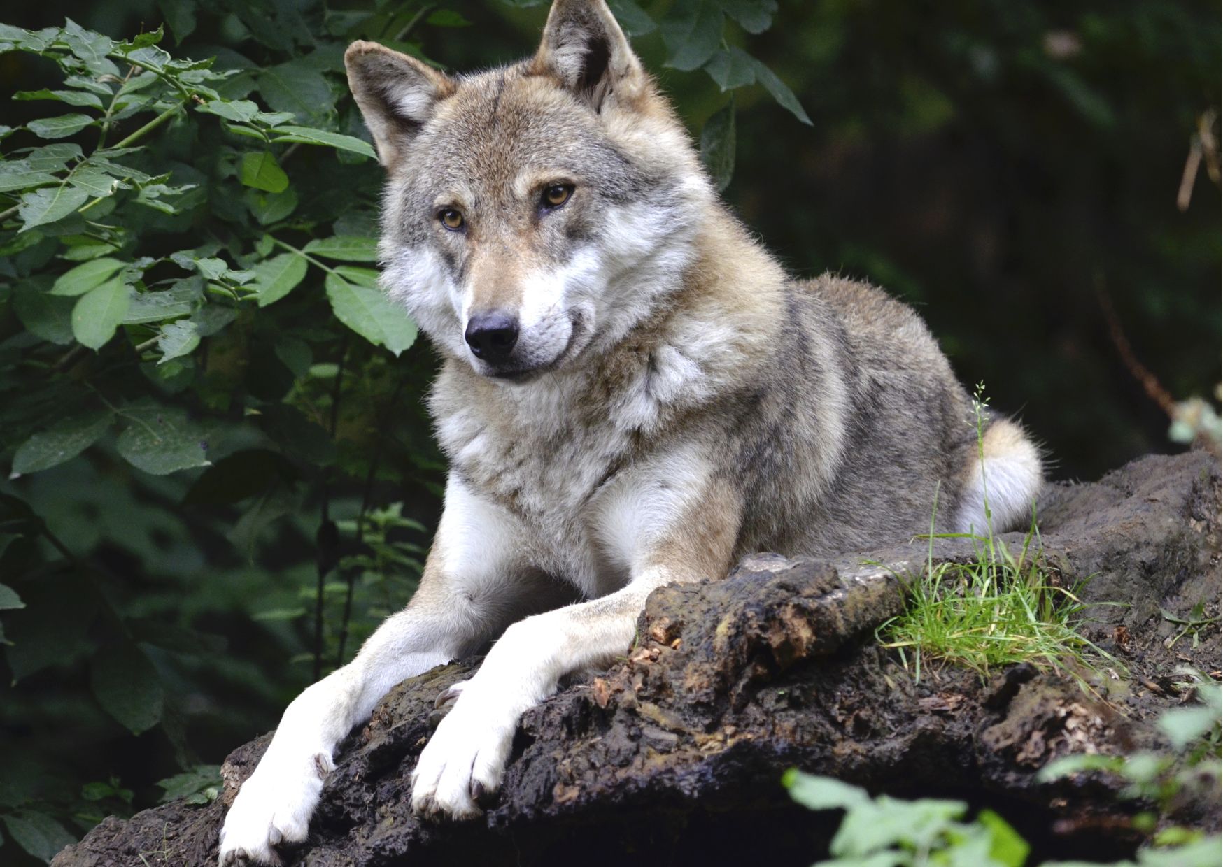 A Bakonyban is járt a vándorló svájci farkas