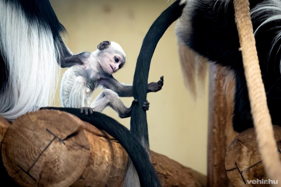 Kolobusz bébi született a Veszprémi Állatkertben
