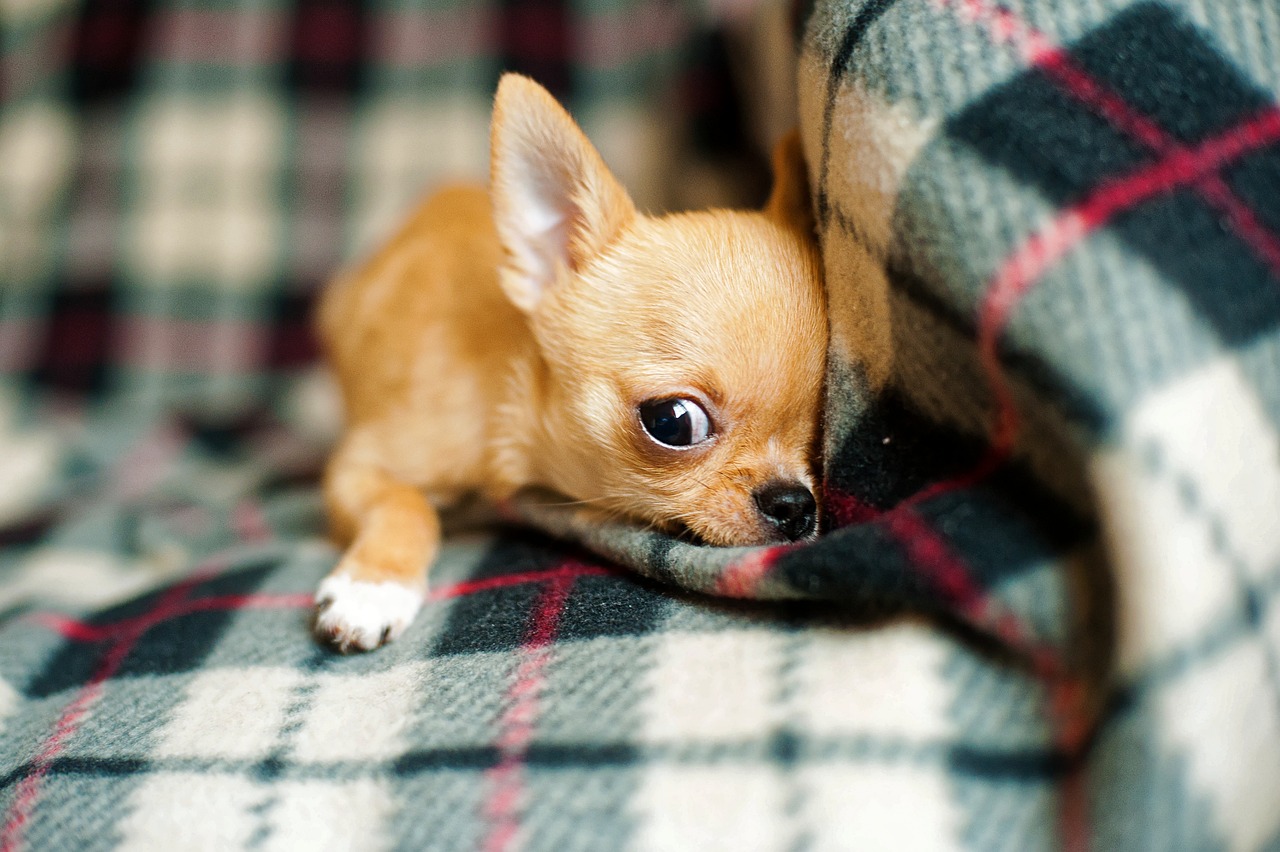 Csivava – a világ legkisebb kutyafajtája