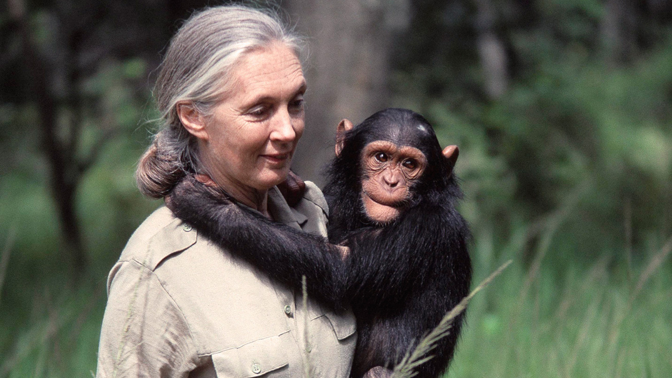 Jane Goodall érkezik a Pannon Egyetemre