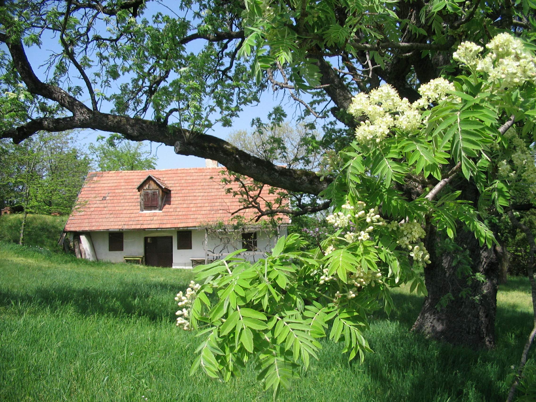 Bakancslistás helyek a Balaton körül – 300 éves berkenyefa, Teleki
