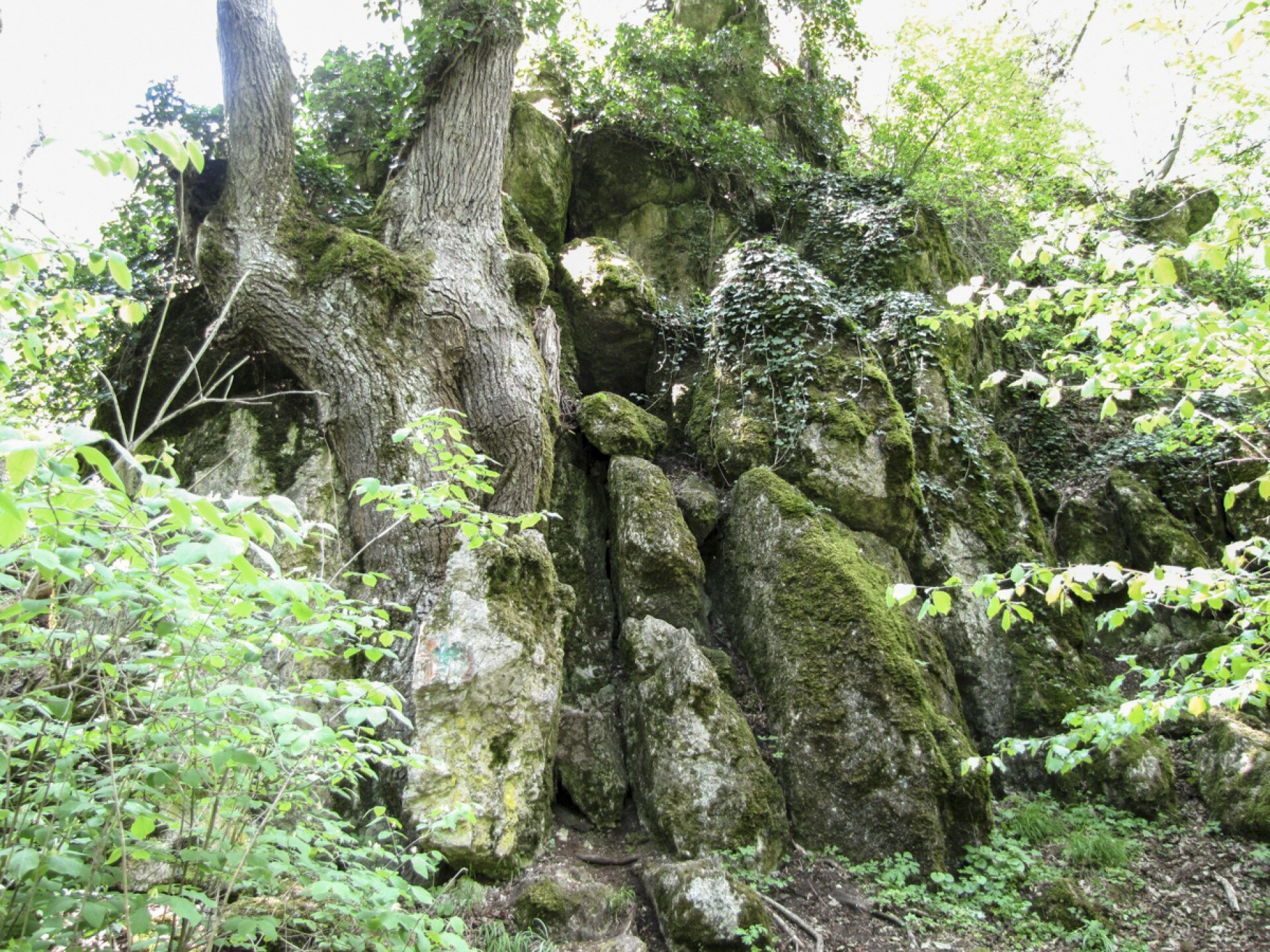Bakancslistás helyek a Balaton körül – A koloskai heroikus hársfa, Balatonfüred