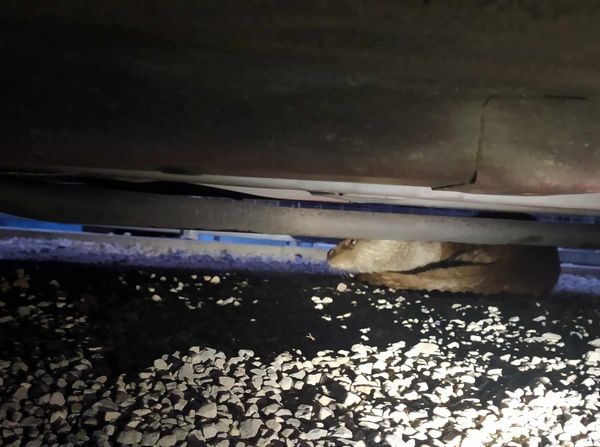 Egy vidra szállásolta el magát egy fonyódi autó motortérben