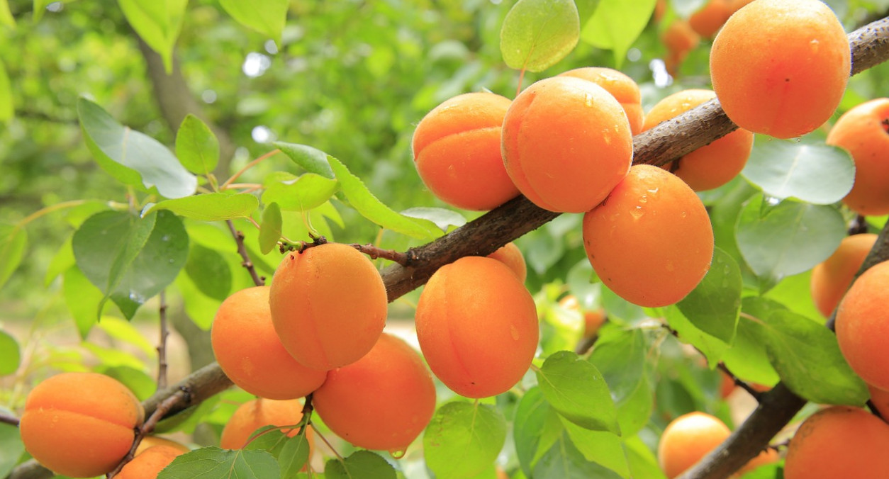 A sárgabarack nagyszerű antioxidáns forrás