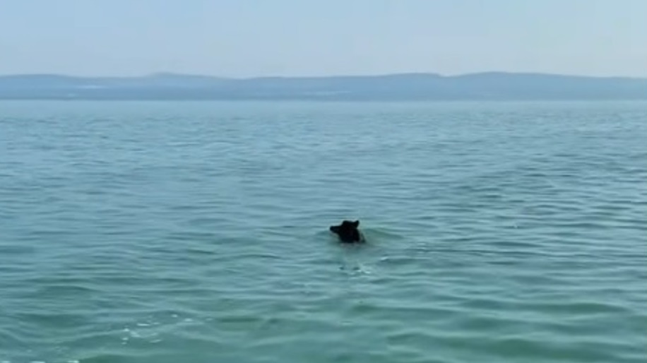 Csak lazán: a Balaton közepén lubickolt egy vaddisznó (videó)