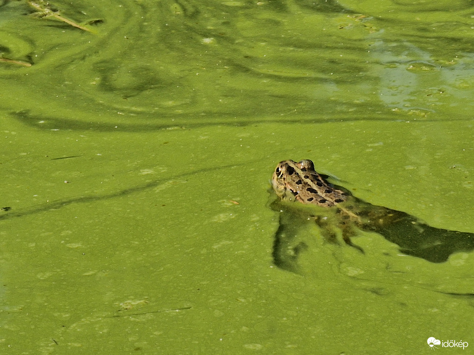 Ismét algásodik a Balaton