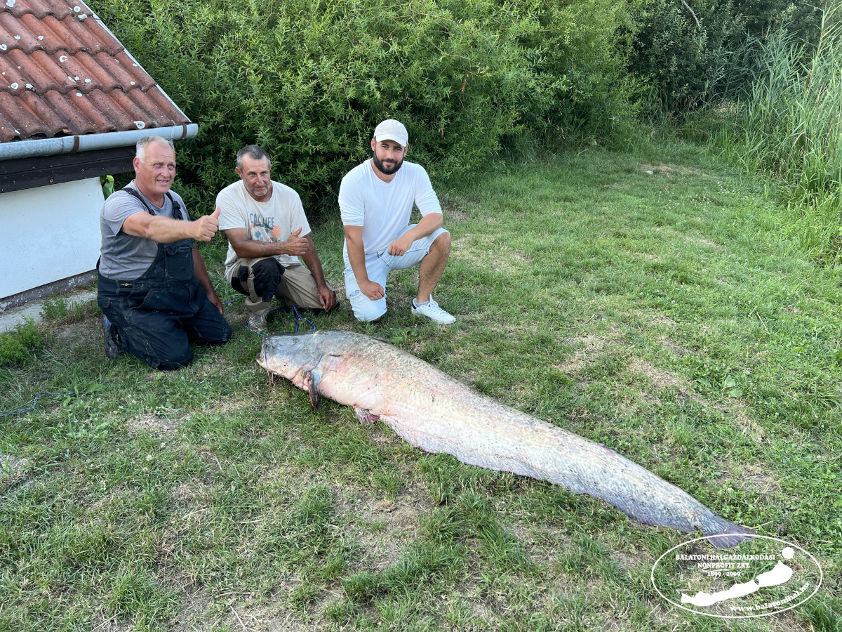 Gigantikus harcsa akadt horogra, új időszakos balatoni rekord született