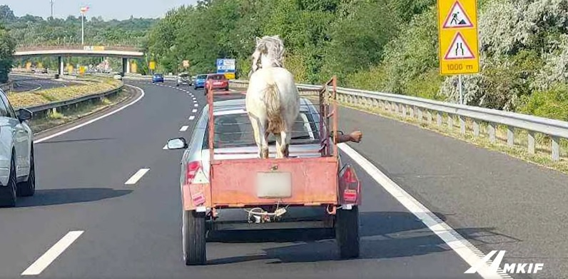 Egy sima utánfutóval szállítottak egy lovat az M7-esen