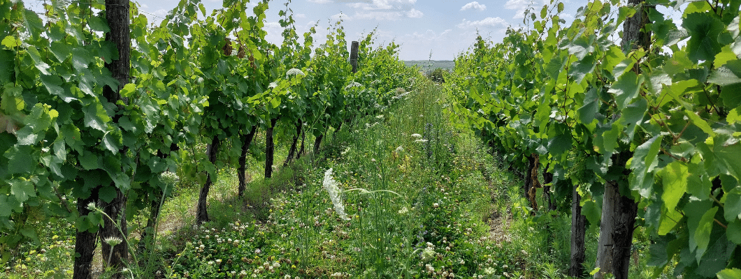 Ezzel az egyszerű módszerrel sikeresen vehetjük fel a harcot a pusztító szőlővész ellen