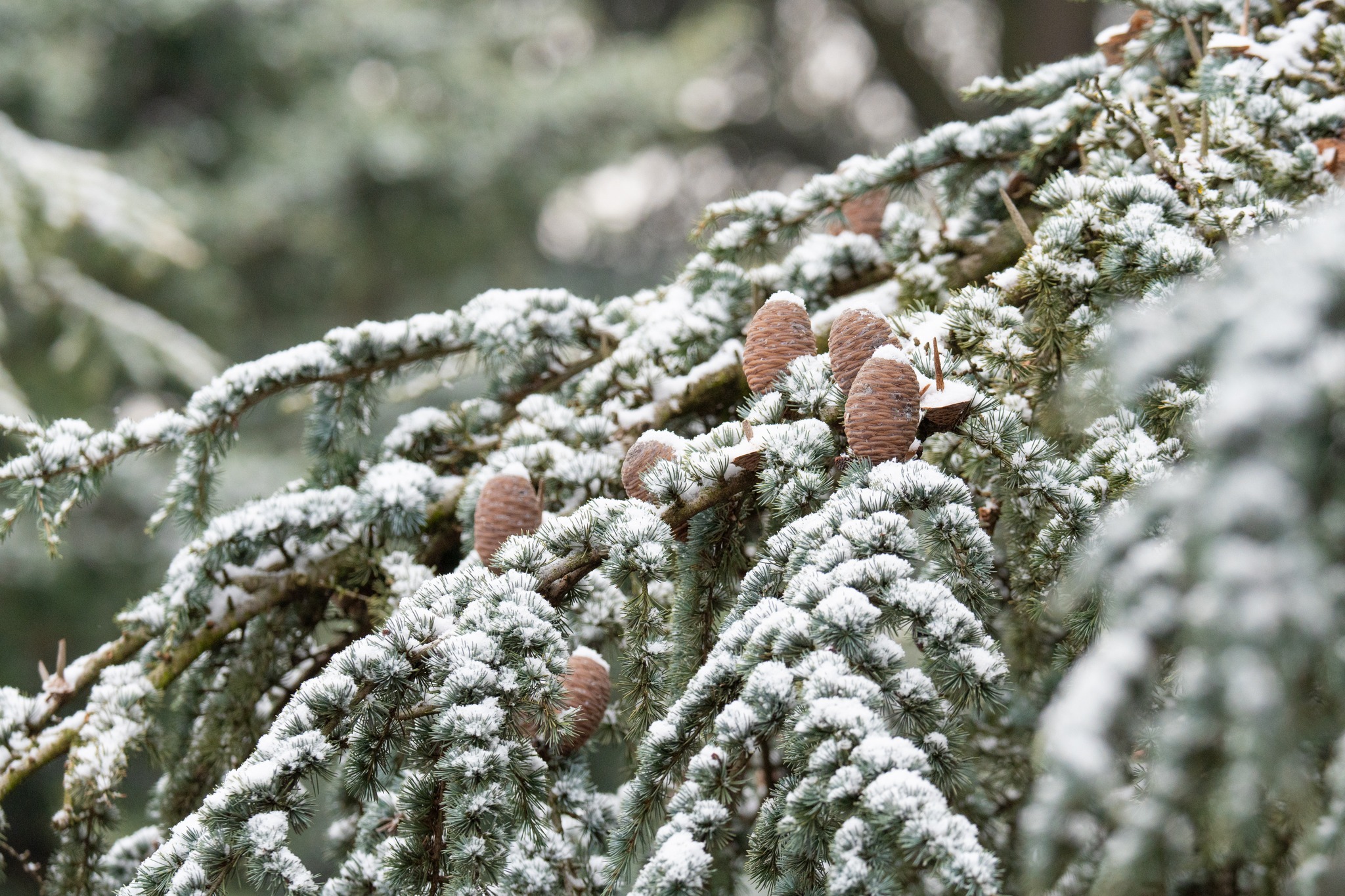 Nyílt napokat tart a Folly Arborétum