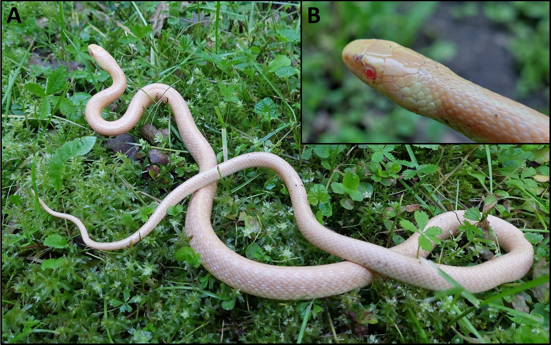 Albínó erdei siklókat tanulmányoztak a Balatoni Limnológiai Kutatóintézet szakemberei