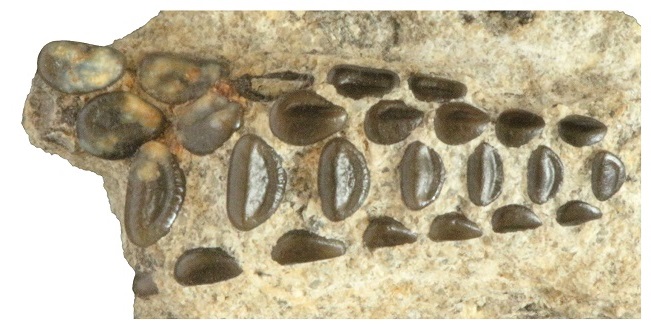 Kréta kori őshalfajt fedeztek fel a Bakonyban