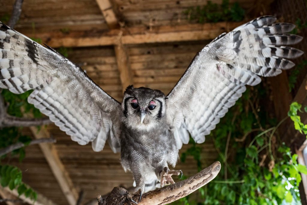 35 éve él Balatonedericsen az afrikai tejuhu matuzsálem