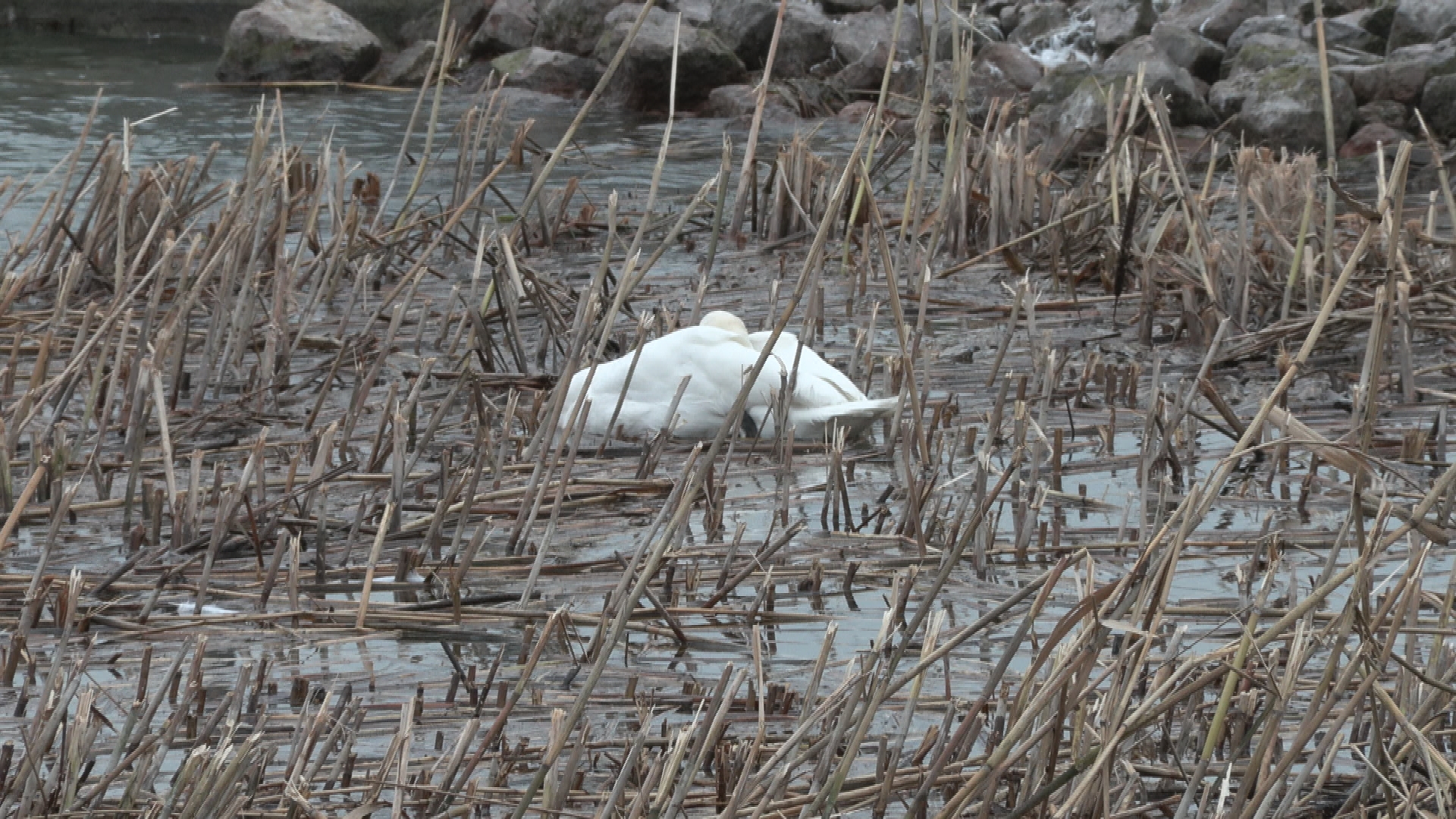 Madárinfluenza okozta a rejtélyes balatoni hattyúpusztulásokat