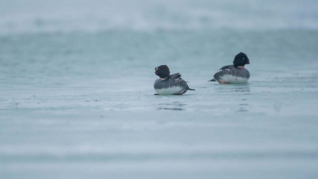 Csőr nélküli récéket fotóztak Szántódnál