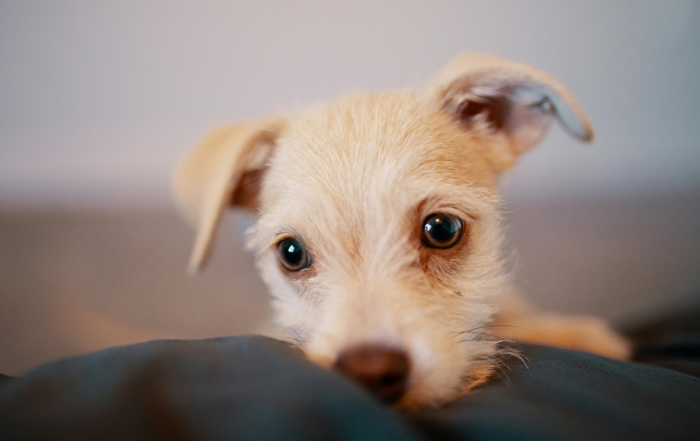 Márciusban mentett kutyák költözhetnek a veszprémi büntetés-végrehajtási intézetbe