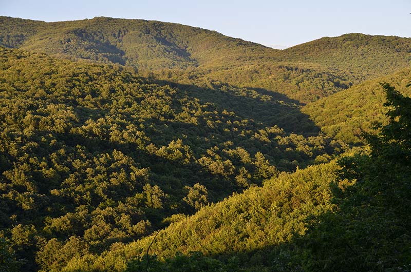 Az erdőkről szóló közbeszédről írt nyílt levelet az Országos Erdészeti Egyesület elnöke