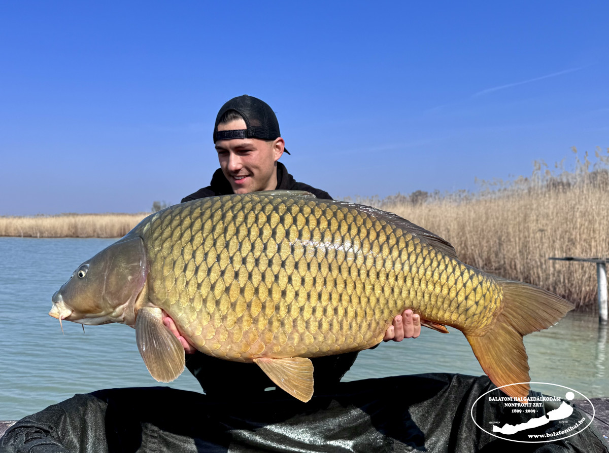 Horogra akadt a szigligeti pontyzilla