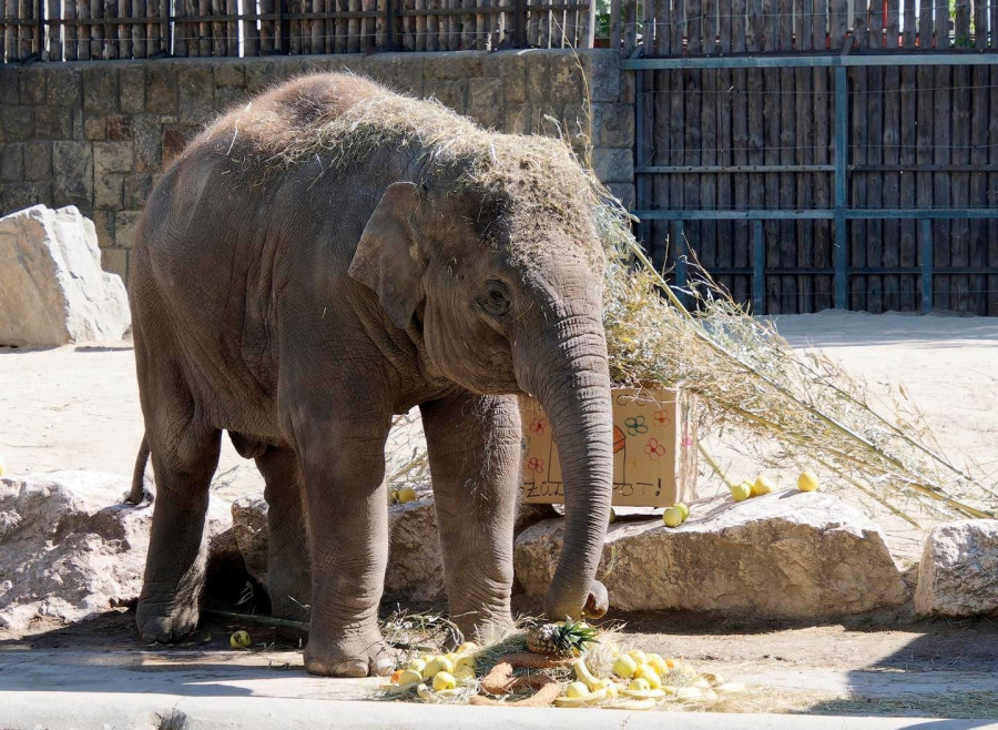 Új elefánt költözik a veszprémi állatkertbe