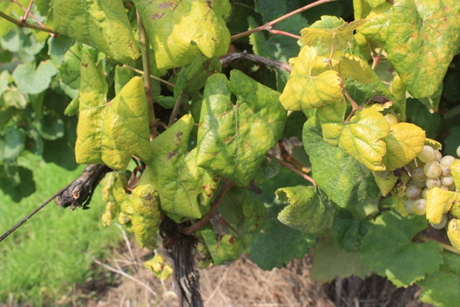 Jelentős kihívásokkal néznek szembe a magyar borászok