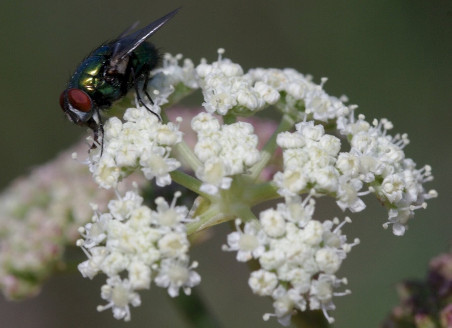 Százezres bírságot is kaphatsz, ha leszeded ezt a virágot a Balatonnál
