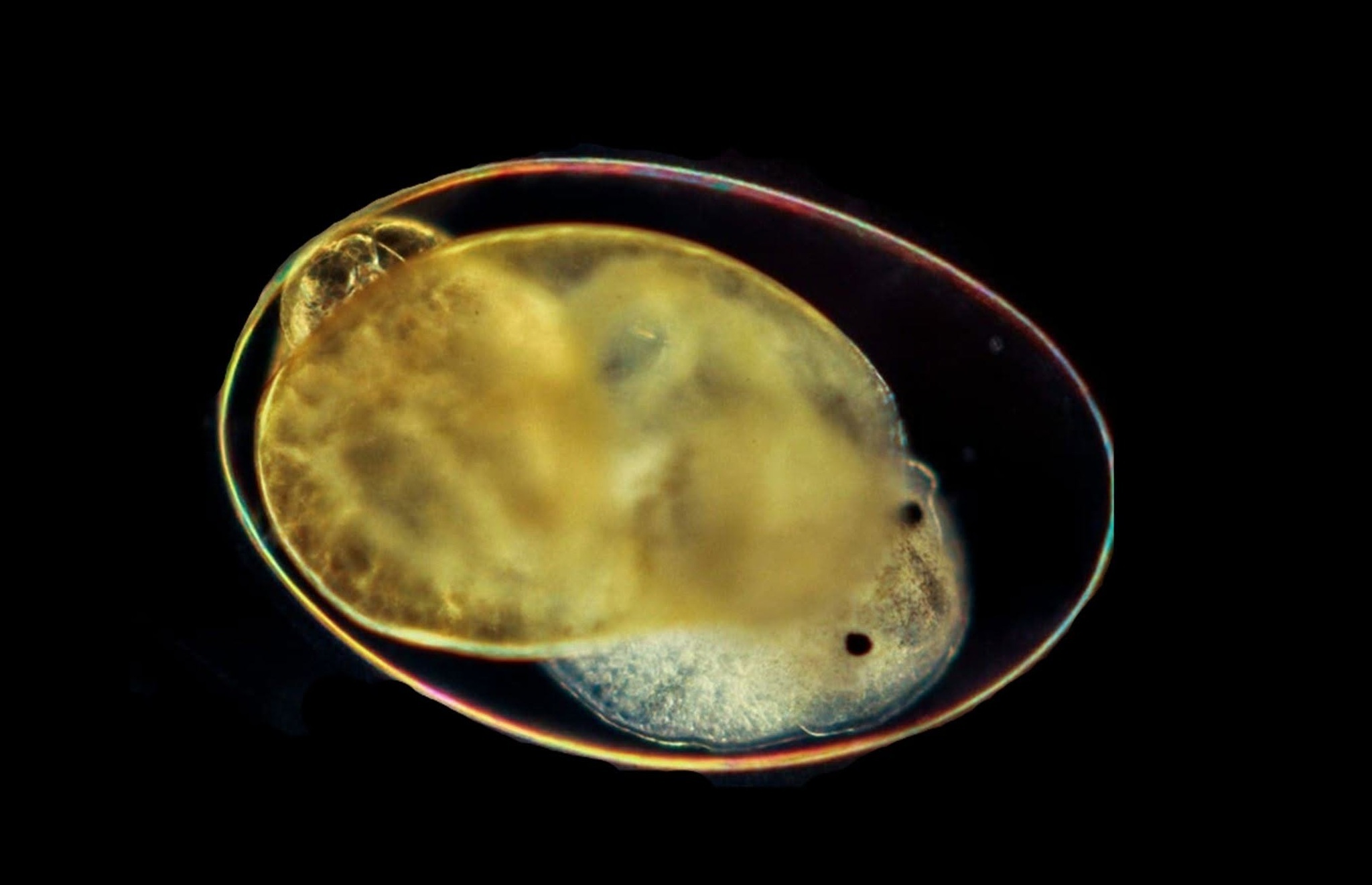 A vízi élővilágra is hatással van ez a Balatonban kimutatott gyomirtószer