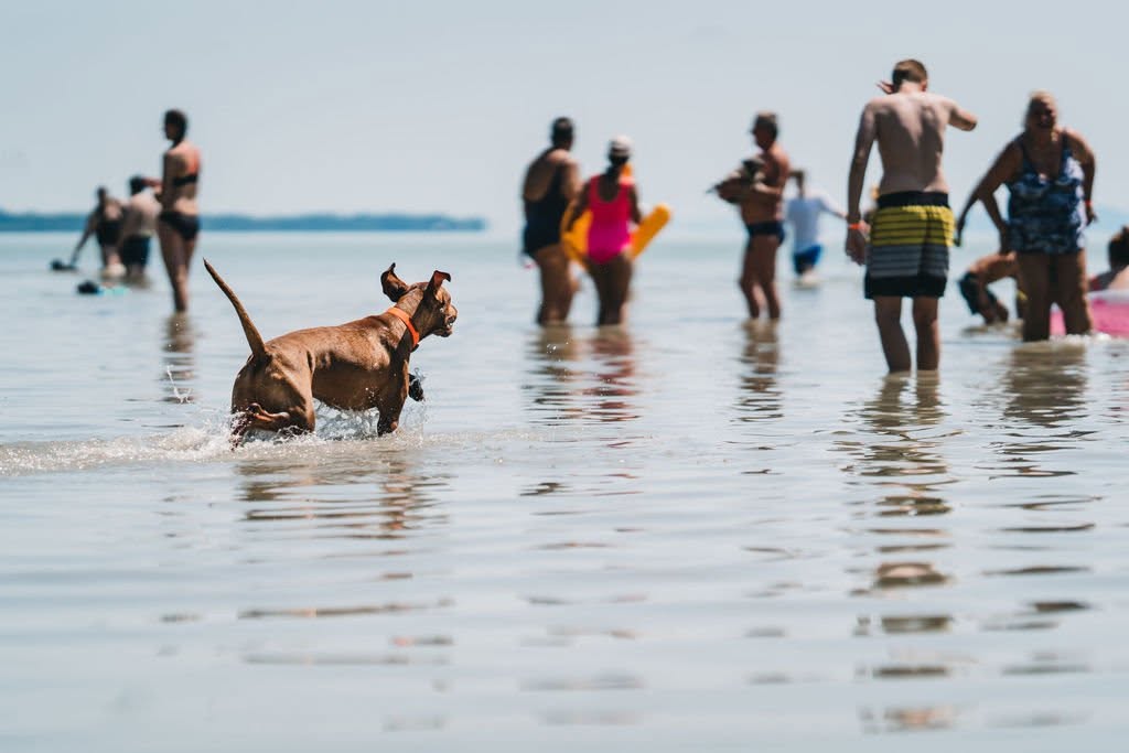 Kutyával a Balatonra? Újra megjelenik a Kutyabarát Balaton Élménykalauz és Térkép