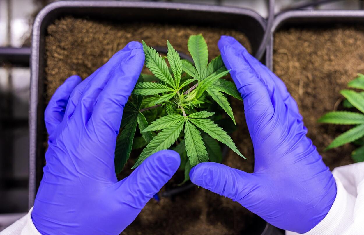 Kannabidiol: egy sokat emlegetett összetevő, amelyről érdemes tájékozódni