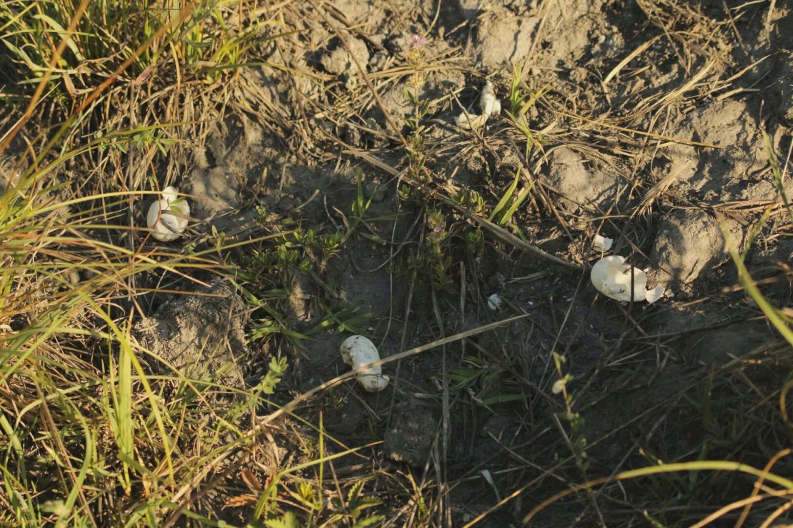 Villanypásztorral óvják a mocsári teknősök fészkeit a Kis-Balatonon