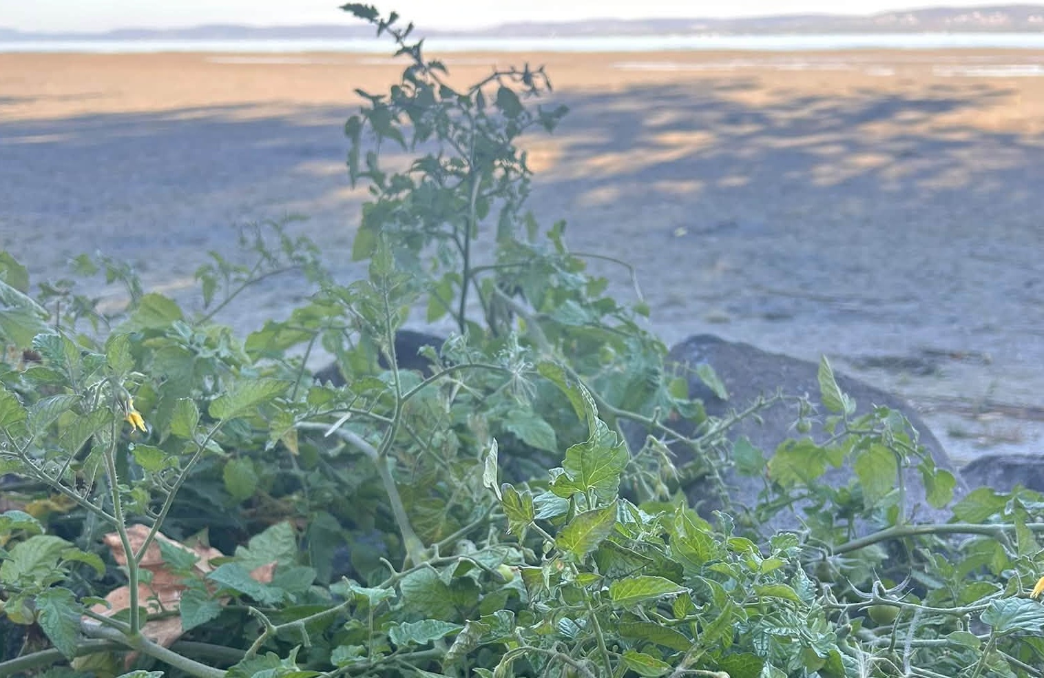 Paradicsom termett a Balaton kiszáradt medrében
