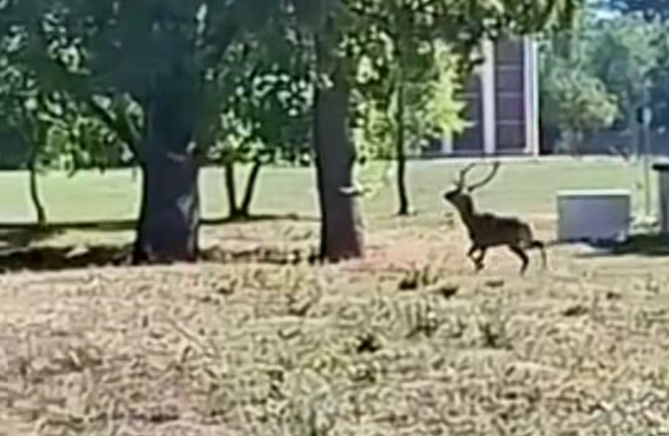 A látogatók előtt lőtt rá egy szarvasra egy vadász a keszthelyi Vadászati Múzeumban A látogatók előtt lőtt rá egy szarvasra egy vadász a keszthelyi Vadászati Múzeumban